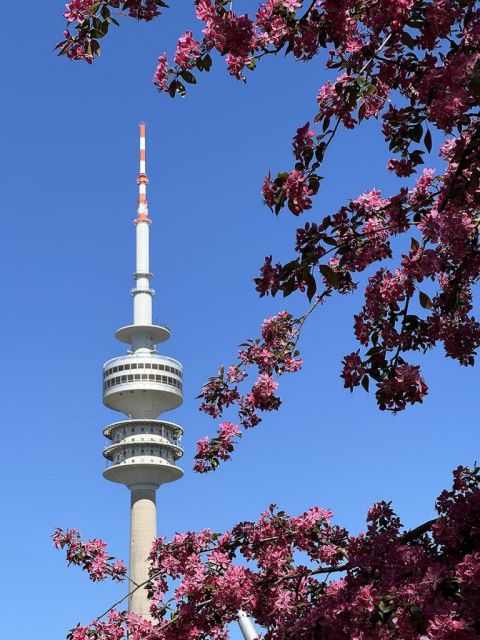 Fotospot München mit dem Smartphone im Olympiapark bei der Kirschblüte